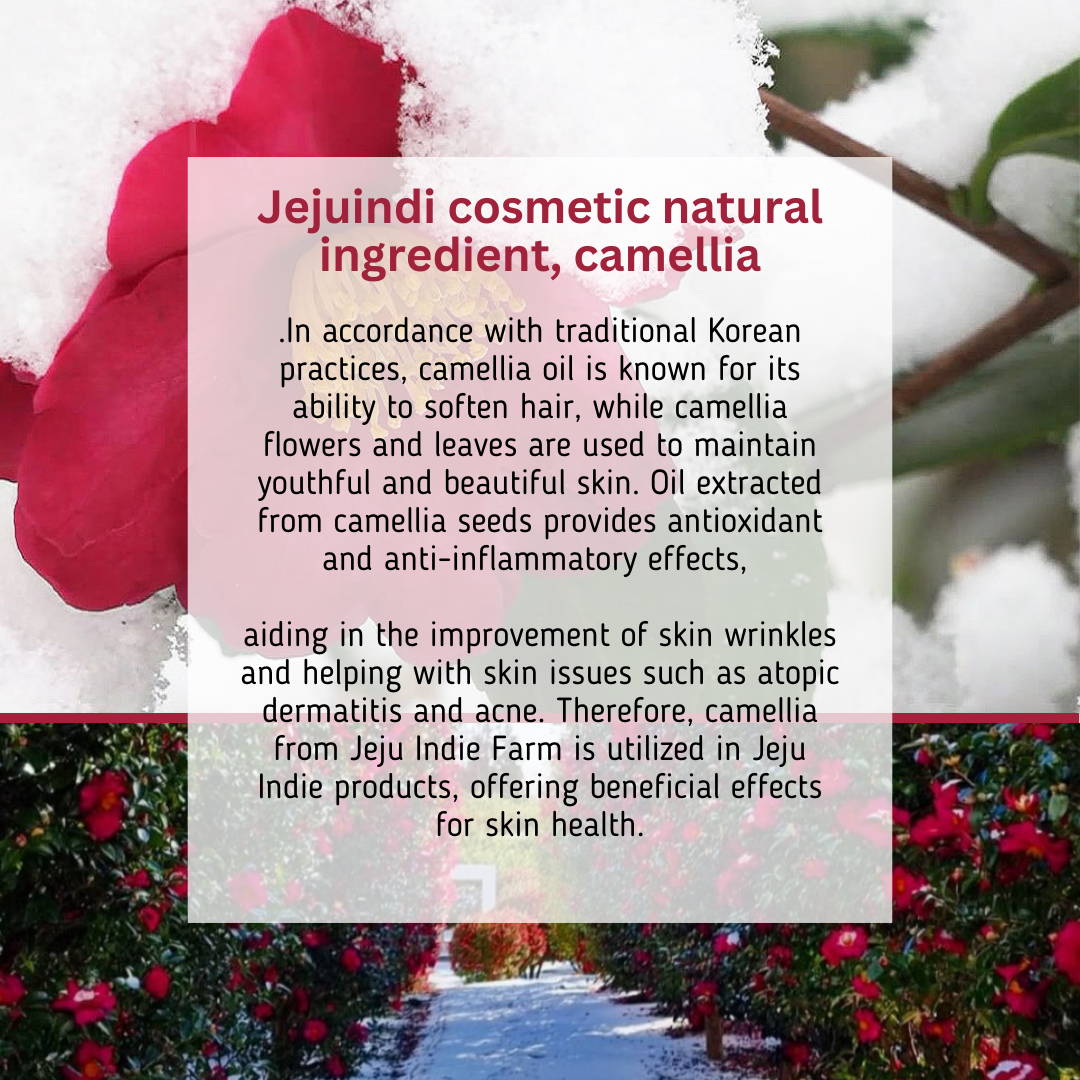 ProtoClinical k-beauty [JEJU INDI] Blossom Sun Cream 50ml burgundy package silhouette with pastel accents on a light background.