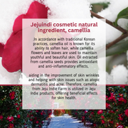 ProtoClinical k-beauty [JEJU INDI] Blossom Sun Cream 50ml burgundy package silhouette with pastel accents on a light background.