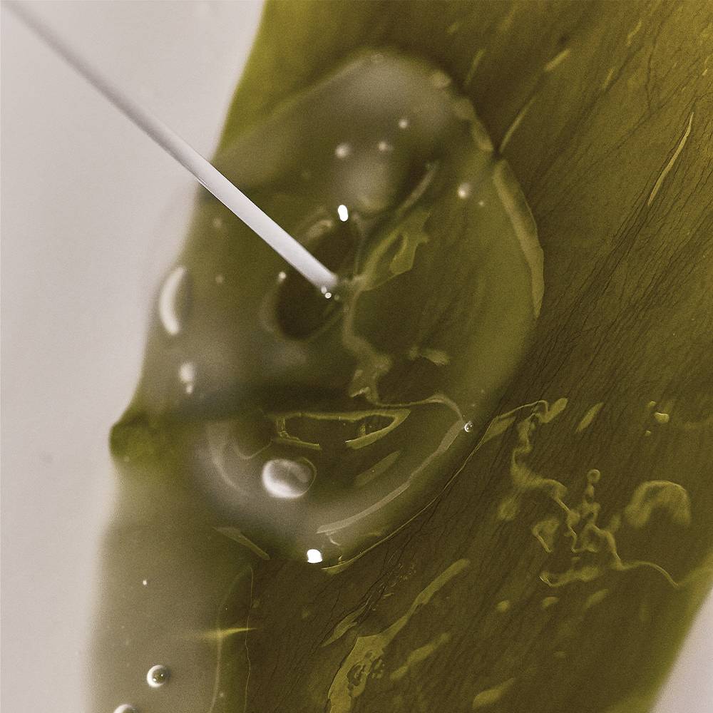 Official product image for whamisa Organic Algae Kelp Mask 5ea.